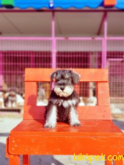 TÜRKİYE DE TEK YASAL ÜRETİCİDEN MİNYATÜR SCHNAUZER 3