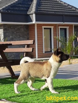 Türkiye'nin En Güzel Amerikan Akita Yavrusu 3