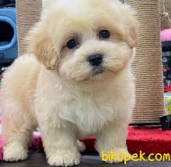 Türkiye'nin En Iyi Maltipoo Yavruları--EV DOĞUMLU 3