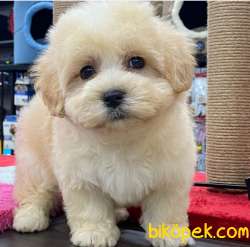 Türkiye'nin En Iyi Maltipoo Yavruları--EV DOĞUMLU 1