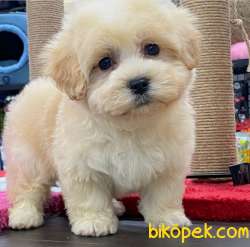 Türkiye'nin En Iyi Maltipoo Yavruları--EV DOĞUMLU 2