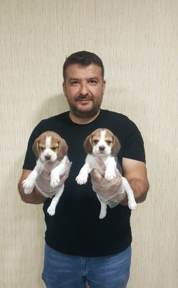 Türkiye Nin En Özel Beagle Yavruları 3