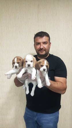 Türkiye Nin En Özel Beagle Yavruları 2