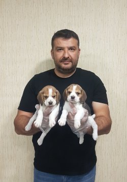 Türkiye Nin En Özel Beagle Yavruları 4