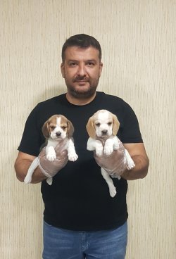 Türkiye Nin En Özel Beagle Yavruları 1
