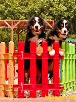 Türkiye'nin En Özel BERNESE MOUNTAİN DOG YAVRULARI 3