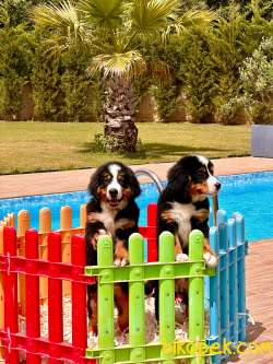 Türkiye'nin En Özel BERNESE MOUNTAİN DOG YAVRULARI 2