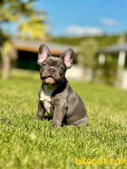 Türkiye'nin En Özel Blue French Bulldog Yavruları 5