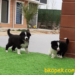 Türkiye'nin En Özel Border Collie Yavruları 1