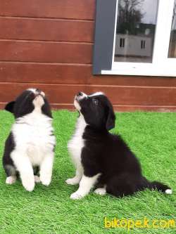 Türkiye'nin En Özel Border Collie Yavruları 4