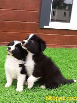 Türkiye'nin En Özel Border Collie Yavruları 3