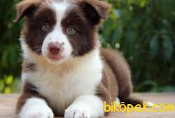 Türkiye'nin En Özel Border Collie Yavruları 1