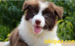 Türkiye'nin En Özel Border Collie Yavruları 2