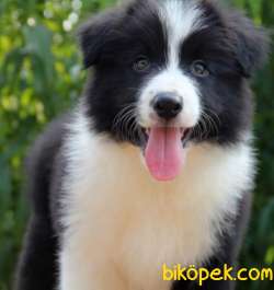 Türkiye'nin En Özel Border Collie Yavruları 5