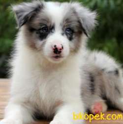 Türkiye'nin En Özel Border Collie Yavruları 4