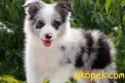 Türkiye'nin En Özel Border Collie Yavruları 3