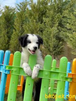 Türkiye'nin En Özel Border Collie Yavruları 5