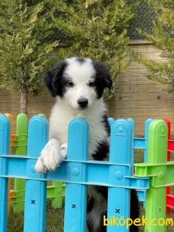 Türkiye'nin En Özel Border Collie Yavruları 2