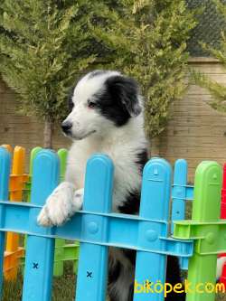 Türkiye'nin En Özel Border Collie Yavruları 4