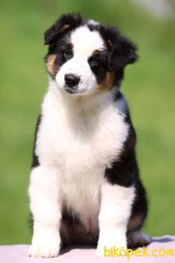 Türkiye'nin En Özel Border Collie Yavruları 2