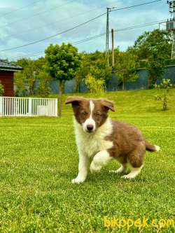 Türkiye'nin En Özel Border Collie Yavruları