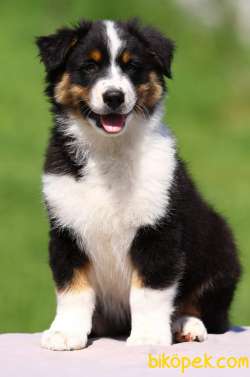 Türkiye'nin En Özel Border Collie Yavruları