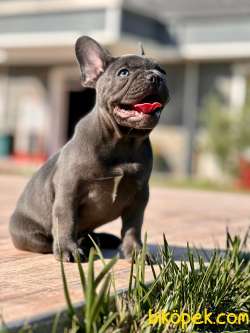 TÜRKİYE'NİN EN ÖZEL FRENCH BULLDOG YAVRULARI 2