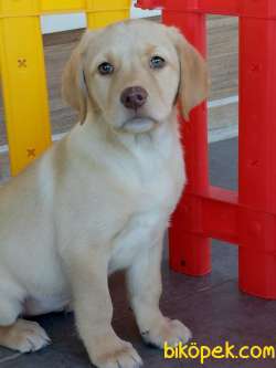 Türkiye'nin En Özel Labrador Retriever Yavruları 5