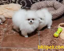 Türkiye'nin En Özel Pomeranian Boo Yavruları 1