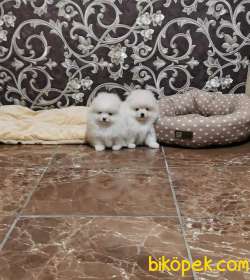 Türkiye'nin En Özel Pomeranian Boo Yavruları 4