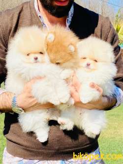 Özel Pomeranian Boo Yavruları