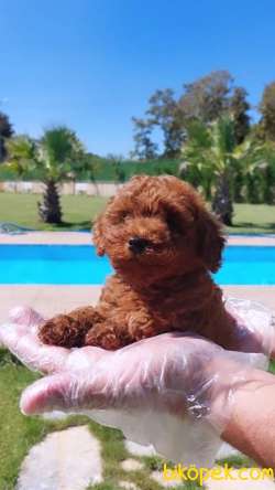 Türkiye'nin En Özel RED BROWN TOY POODLE YAVRULARI 3