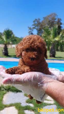 Türkiye'nin En Özel RED BROWN TOY POODLE YAVRULARI 1