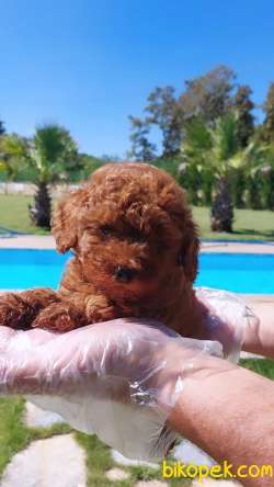 Türkiye'nin En Özel RED BROWN TOY POODLE YAVRULARI 3