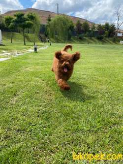 Türkiye'nin En Özel Red Brown Toy Poodle Yavrulari 3