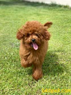 Türkiye'nin En Özel Red Brown Toy Poodle Yavrulari 1