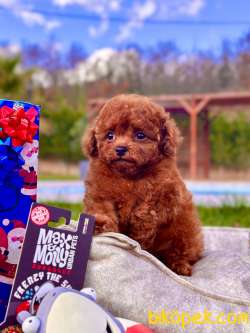 TÜRKİYE'NİN EN ÖZEL RED BROWN TOY POODLE YAVRULARI 2