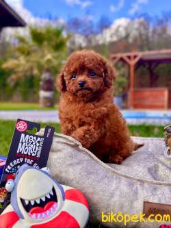 TÜRKİYE'NİN EN ÖZEL RED BROWN TOY POODLE YAVRULARI