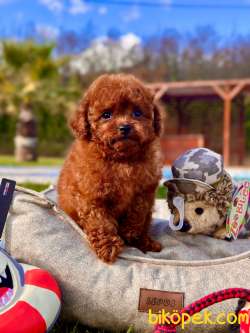 TÜRKİYE'NİN EN ÖZEL RED BROWN TOY POODLE YAVRULARI 3