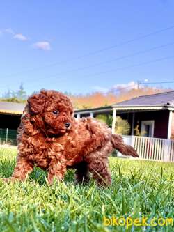 Türkiye'nin En Özel Tcup Red Brown Poodle Yavrulari 3