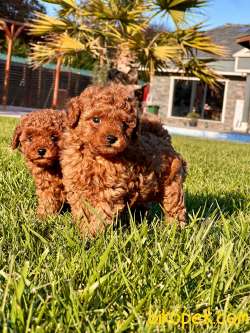 Türkiye'nin En Özel Tcup Red Brown Poodle Yavrulari 1