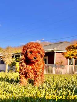 Türkiye'nin En Özel Tcup Red Brown Poodle Yavrulari 2