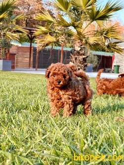 Türkiye'nin En Özel Tcup Red Brown Poodle Yavrulari 5