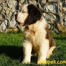 Türkiye'nin KIF & FCI Şecereli Ilk Ve Tek Saint Bernard Yavruları 2