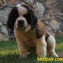 Türkiye'nin KIF & FCI Şecereli Ilk Ve Tek Saint Bernard Yavruları 4