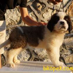 Türkiye'nin KIF & FCI Şecereli Ilk Ve Tek Saint Bernard Yavruları 3