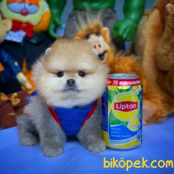 Türkiye’nin Tek Güvenilir Pomeranian Ailesi 4