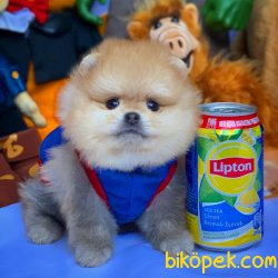Türkiye’nin Tek Güvenilir Pomeranian Ailesi 3