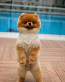 Türkiye’nin Tek Güvenilir Pomeranian Boo Ailesi 1