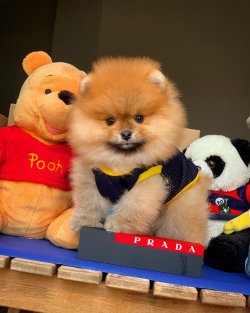 Tek Güvenilir Pomeranian Boo Ailesi İletişime Geçin 1